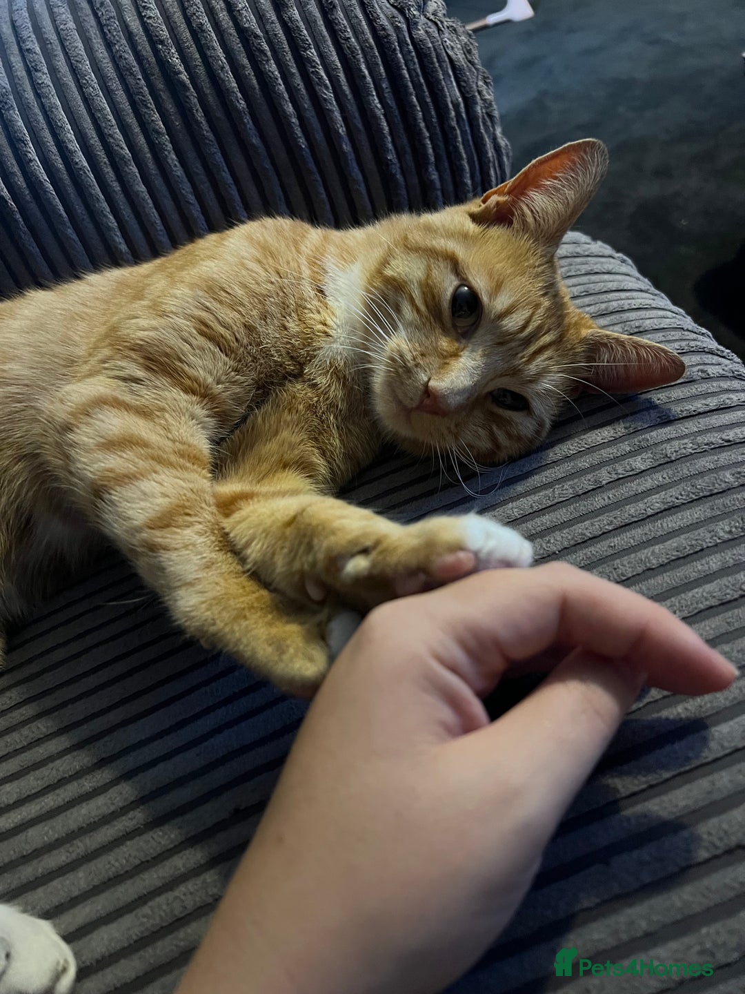 Mixed Breed cats for sale: Male ginger cat  - Image 22