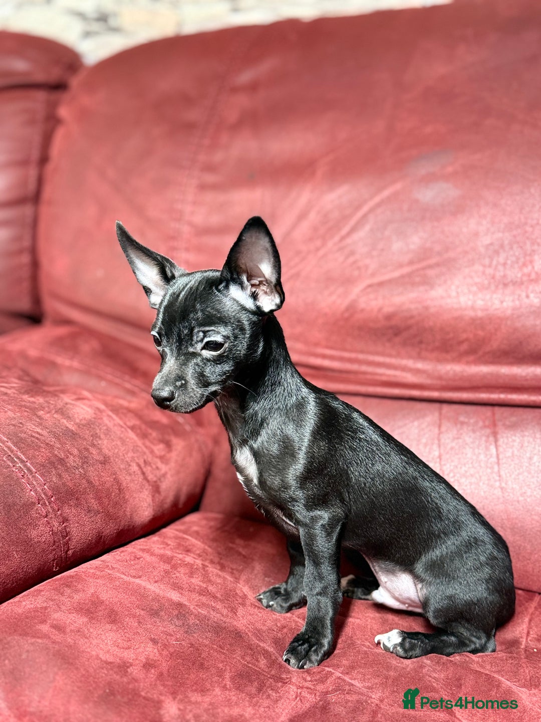 Chihuahua dogs for sale: 🐾 Beautiful Chihuahua Puppies - Advert 2