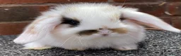 Mini Lop rabbits for sale: STINNING PURE BREED MINI LOPS AMAZING COLOURS - Advert 9