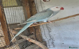 Ringnecks birds for sale: Ringneck Female  - Image 2