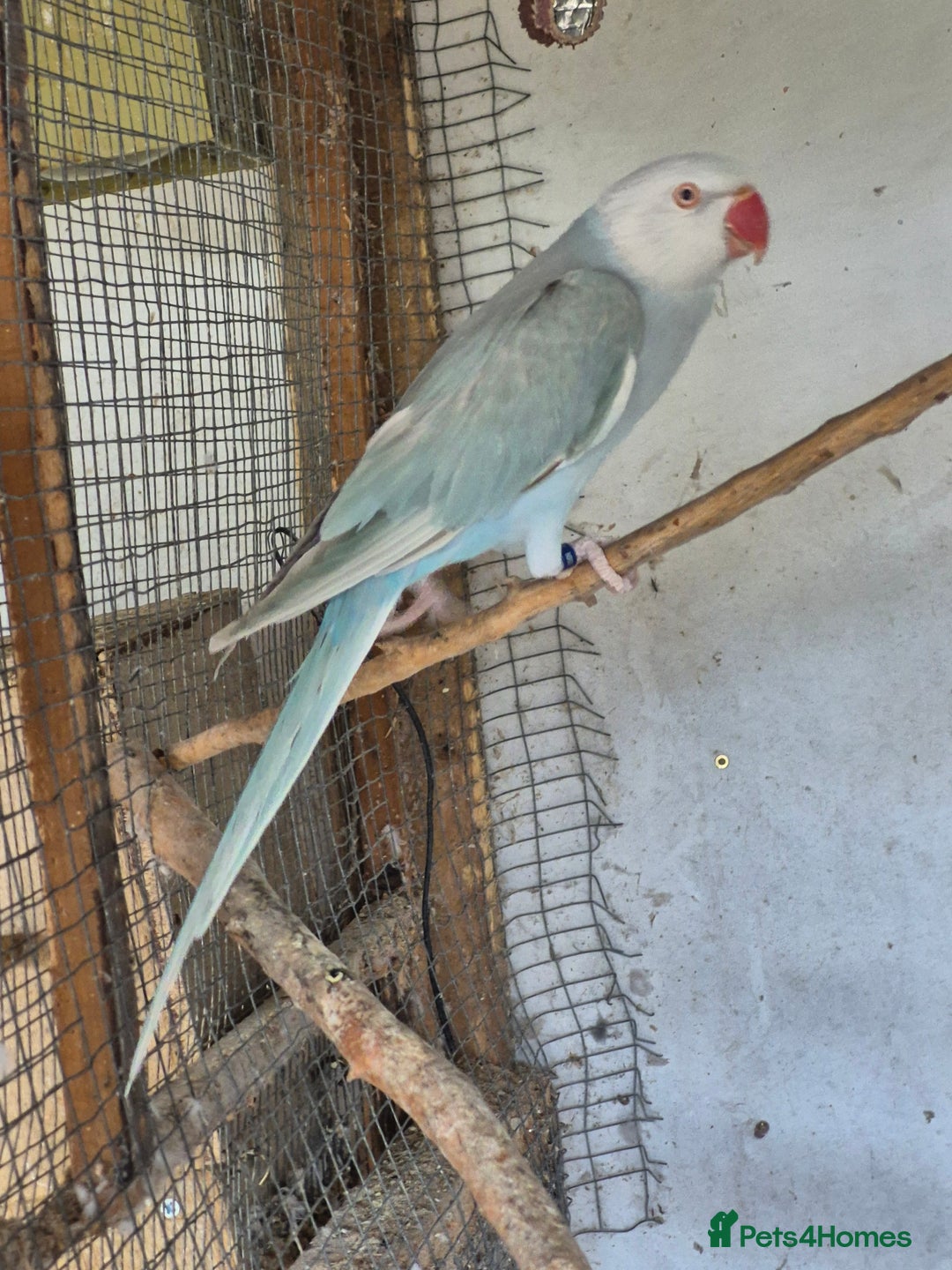 Ringnecks birds for sale: Ringneck Female  - Image 2