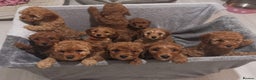 Cavapoo dogs for stud: Red Min Poodle PRA Clear & Other DNA Clear in Mansfield - Advert 5