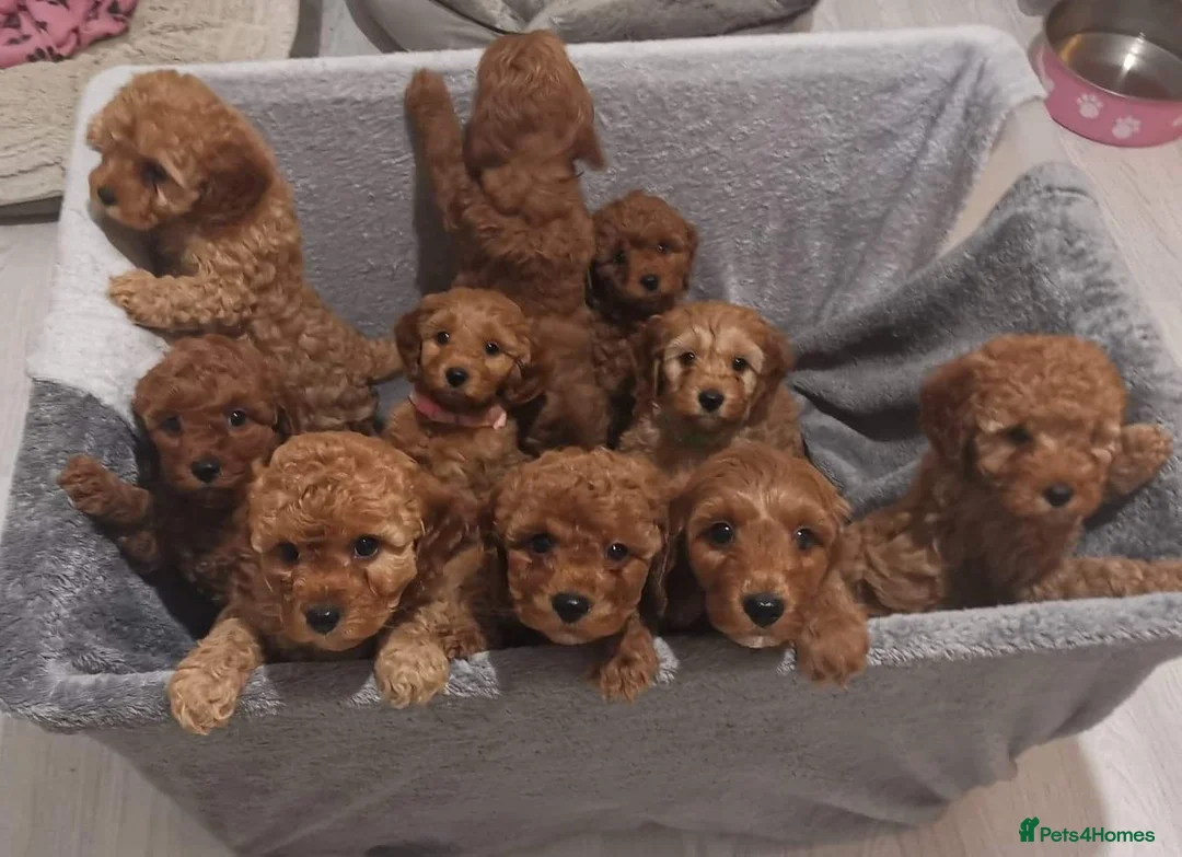 Cavapoo dogs for stud: Red Min Poodle PRA Clear & Other DNA Clear in Mansfield - Advert 6