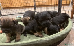 Border Terrier dogs for sale: Beautiful Border Terrier puppies. - Advert 6