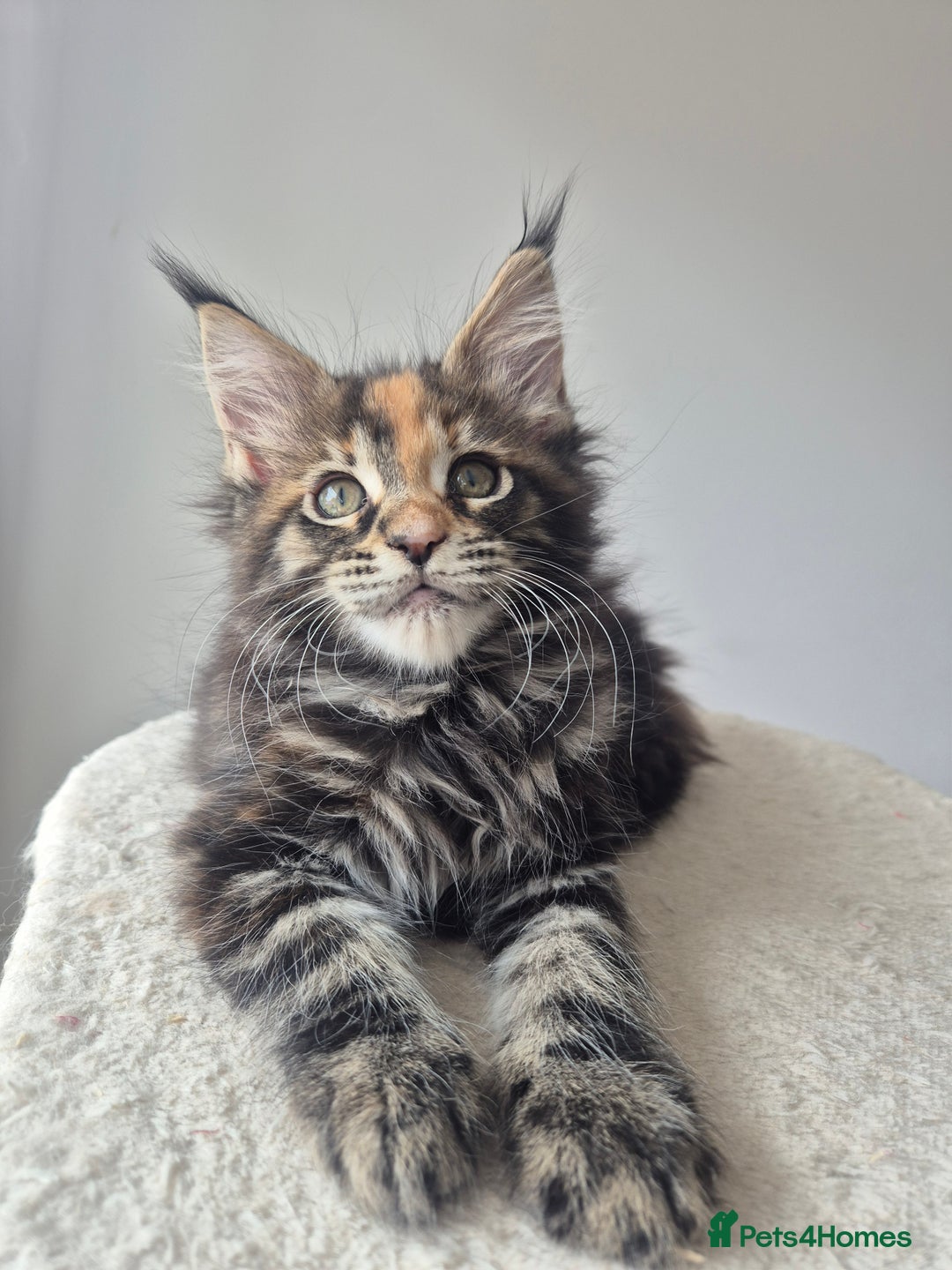 Maine Coon cats for sale: 2 TICA-Registered Maine Coon Kittens Available - Image 21