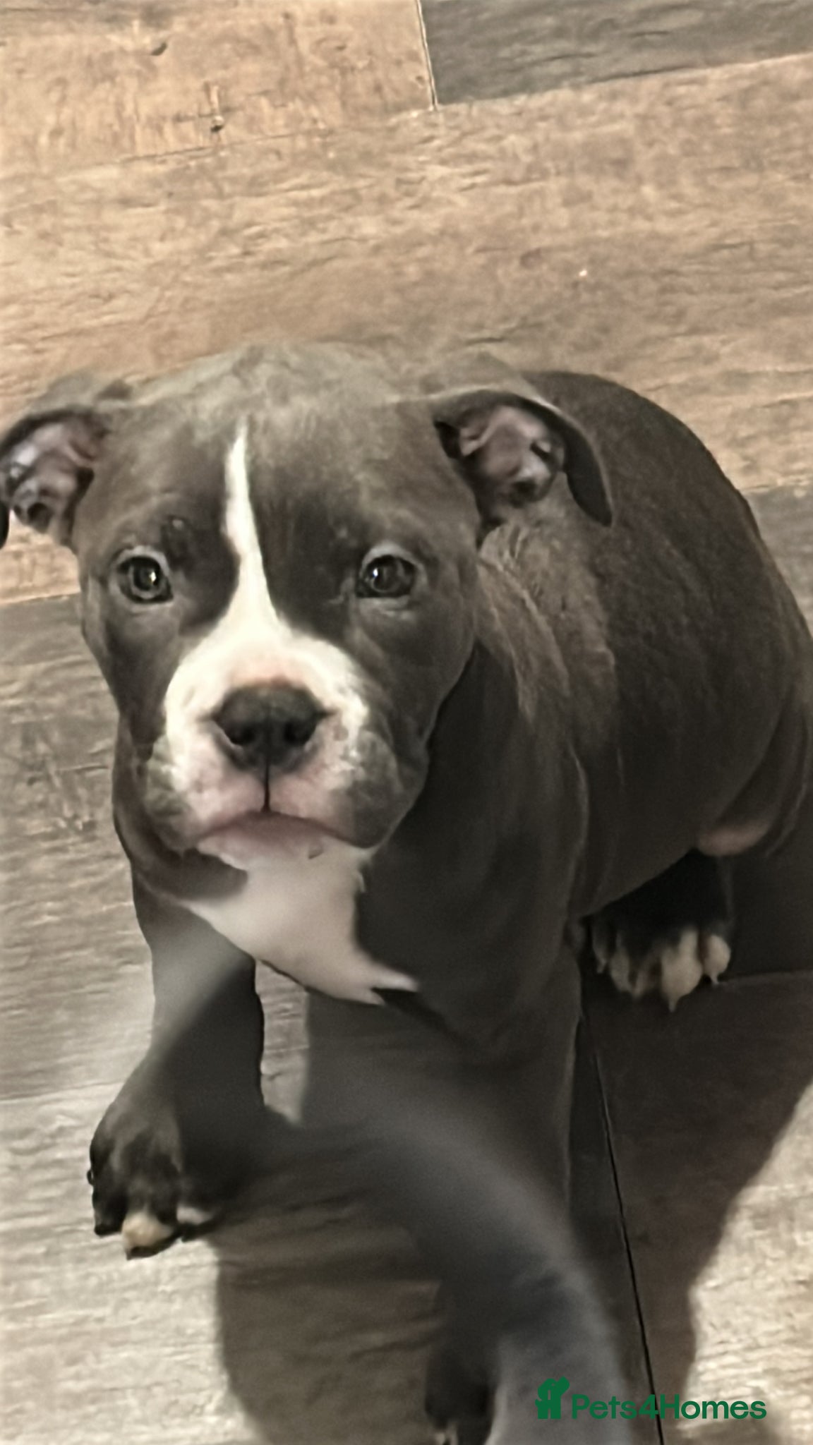 Dorset Olde Tyme Bulldogge dogs Old tyme bulldog puppy - Advert 1