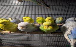 Budgerigars birds for sale: Lovely Group of Budgies  - Image 5