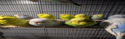 Budgerigars birds for sale: Lovely Group of Budgies  - Advert 5