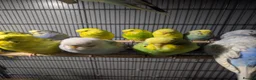 Budgerigars birds for sale: Lovely Group of Budgies  - Advert 5
