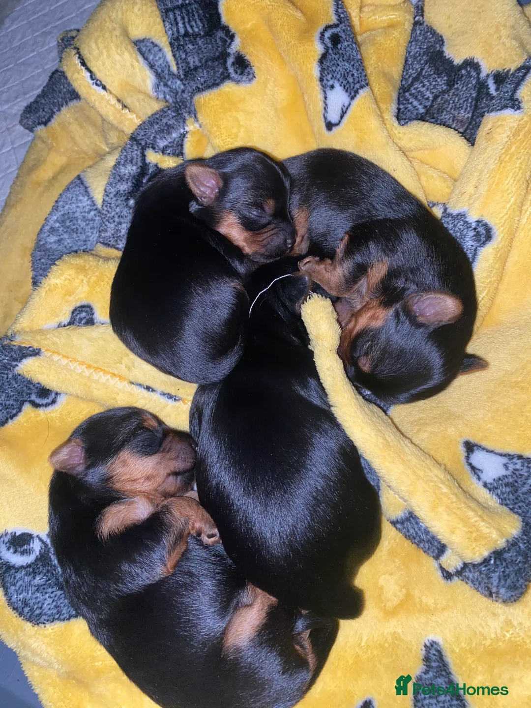 Yorkshire Terrier dogs for sale: 4 Stunning Minature Yorkshire terriers for sale  - Advert 25