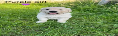 Golden Retriever 6