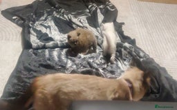 Ragdoll cats for sale: Kitten s - Image 3