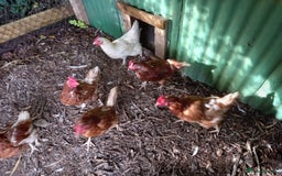Hens poultry for sale: Laying Hens Warrens - Image 2