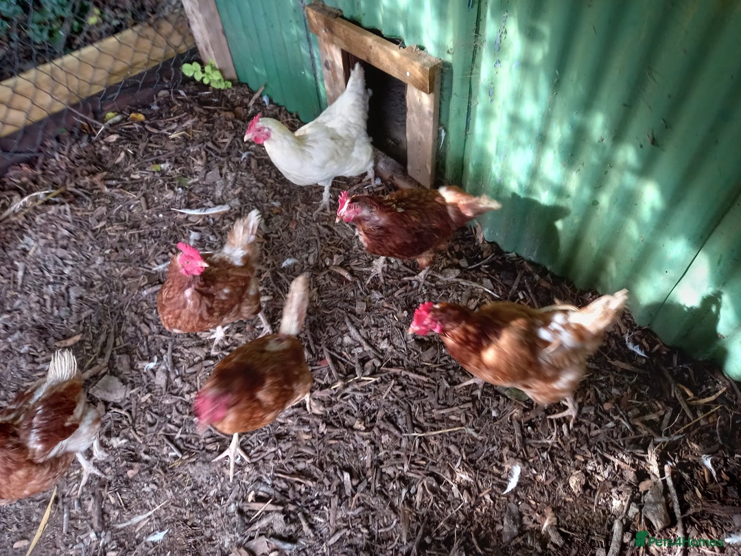 Hens poultry for sale: Laying Hens Warrens - Image 2