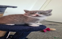 British Shorthair cats for sale: 4 Sweet PEDIGREE kittens - Image 4