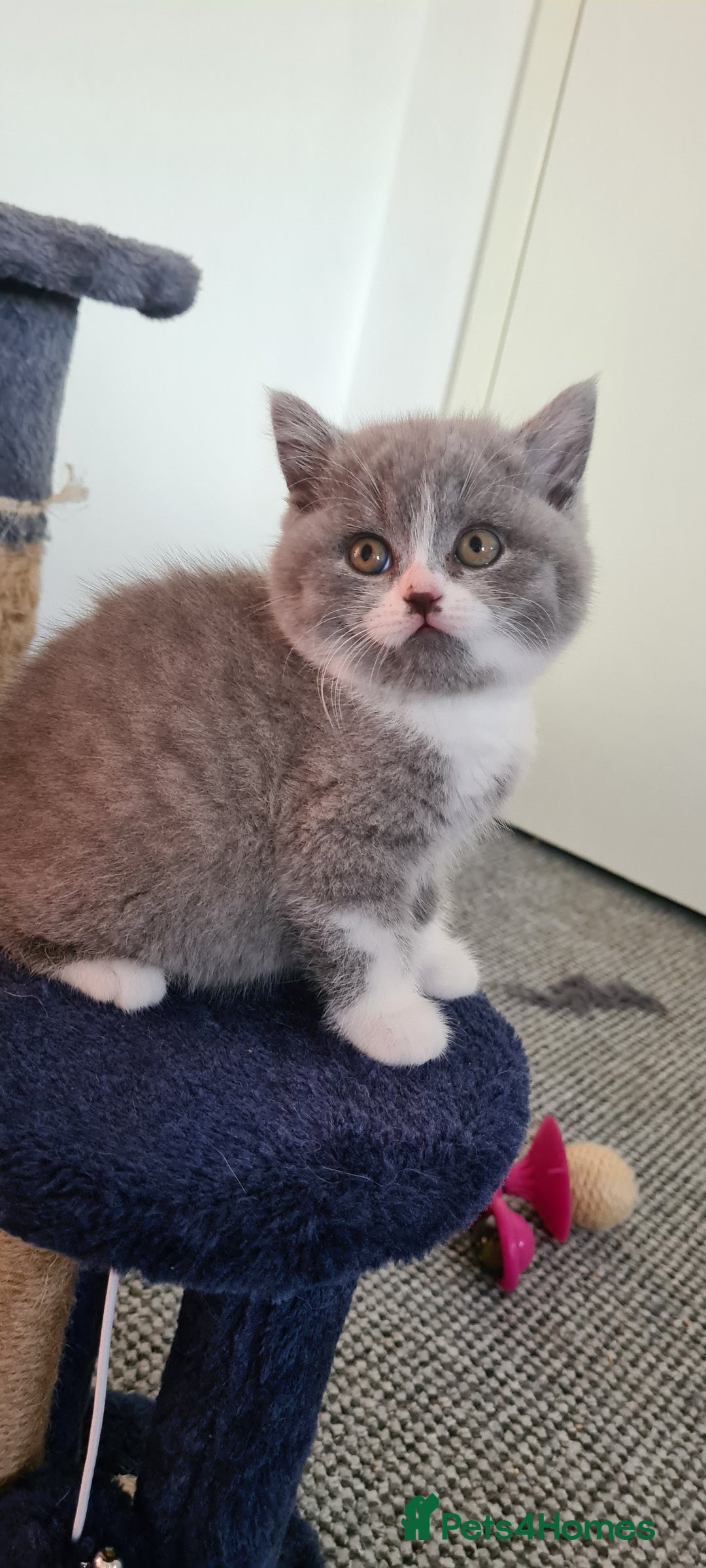 British Shorthair cats for sale: 4 Sweet PEDIGREE kittens - Image 4