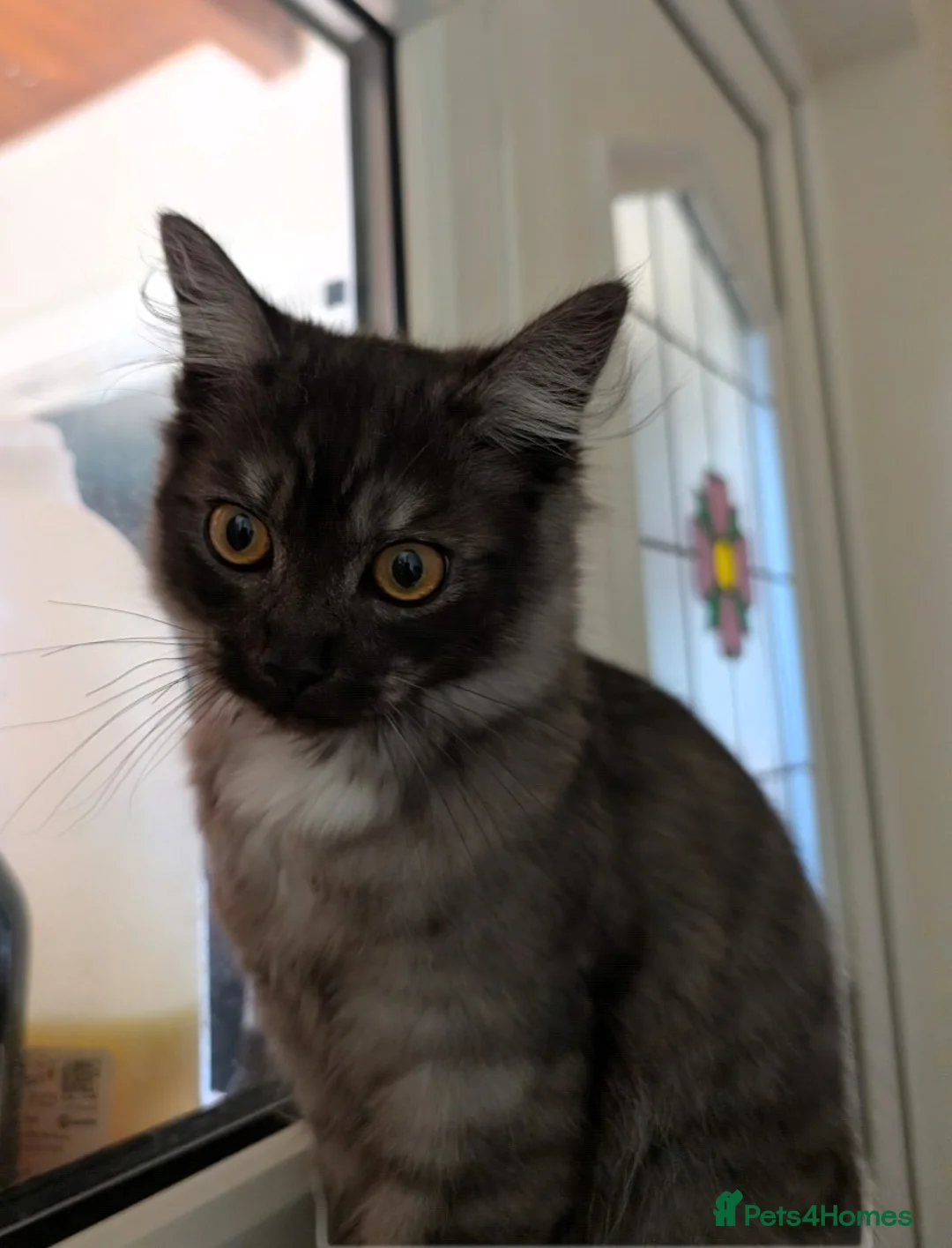 Siberian cats for sale: Smoke Siberian x Ragdoll kitten. Male. - Advert 5