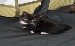 Mixed Breed cats for sale: Mixed breed kittens  - Image 5