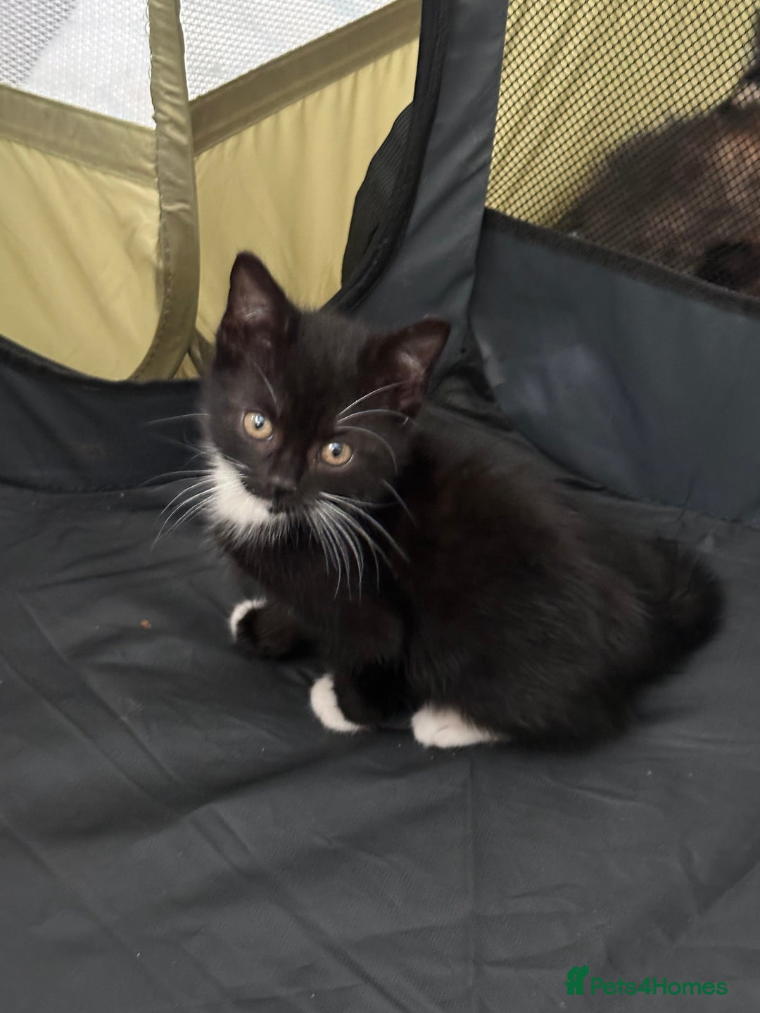 Mixed Breed cats for sale: Mixed breed kittens  - Image 5