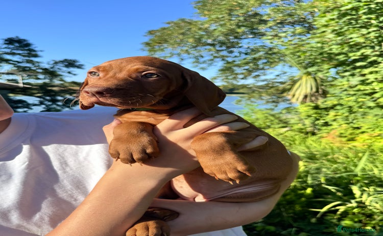 Hungarian Vizsla dogs - Advert 8