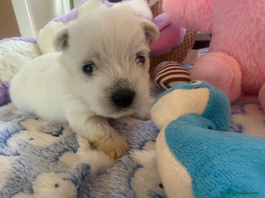 West Highland Terrier dogs for sale: Gorgeous West Highland White Terrier Puppies  - Image 4