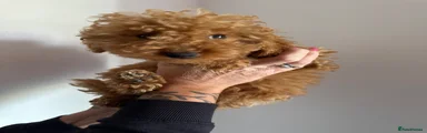 Cockapoo Puppy 4