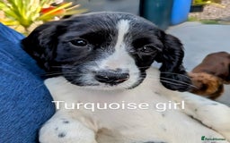 English Springer Spaniel dogs for sale: English Springer Spaniel pups for sale - Image 4