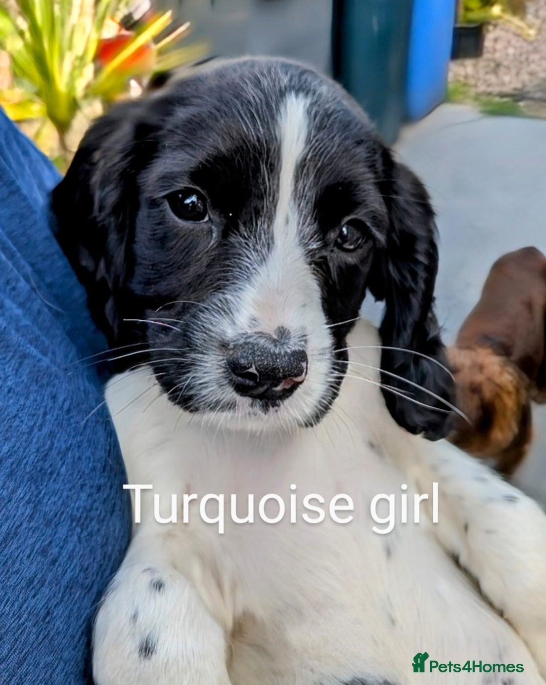 English Springer Spaniel dogs for sale: English Springer Spaniel pups for sale - Image 4