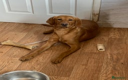 Labrador Retriever dogs for sale: Fox red Labrador  - Image 2