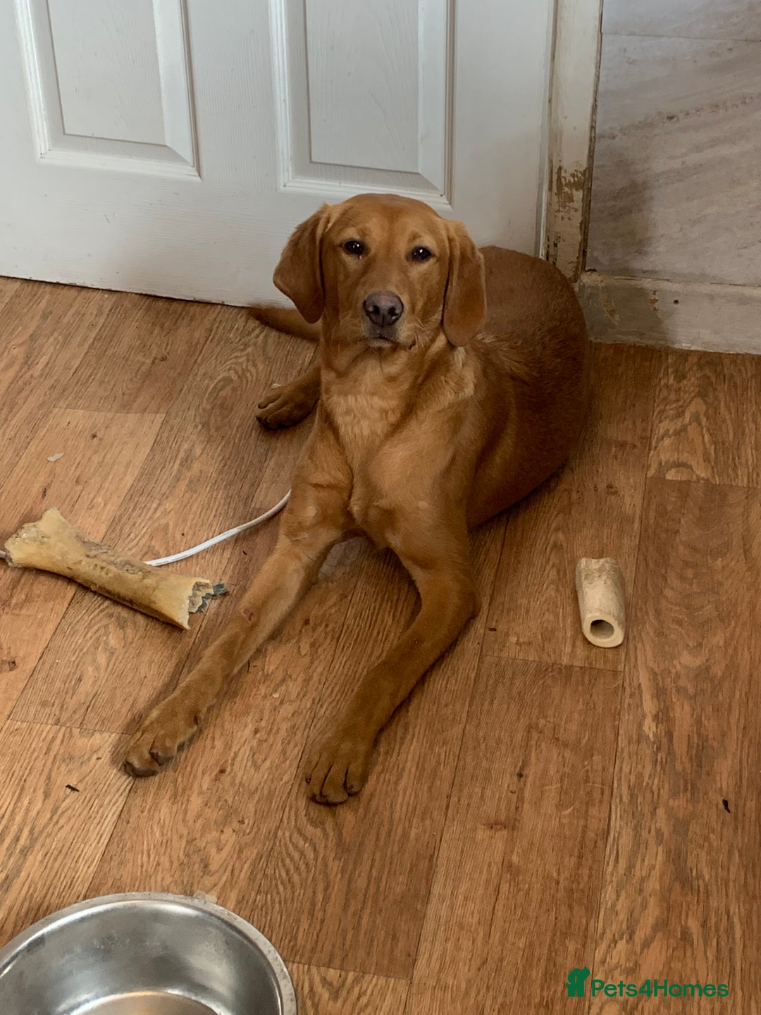 Labrador Retriever dogs for sale: Fox red Labrador  - Image 2