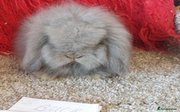 Mini Lop rabbits for sale: Minilops/mini lionlops available  - Image 2
