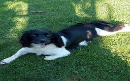 English Springer Spaniel dogs for sale: Springer Spaniel Puppies for sale - Image 2