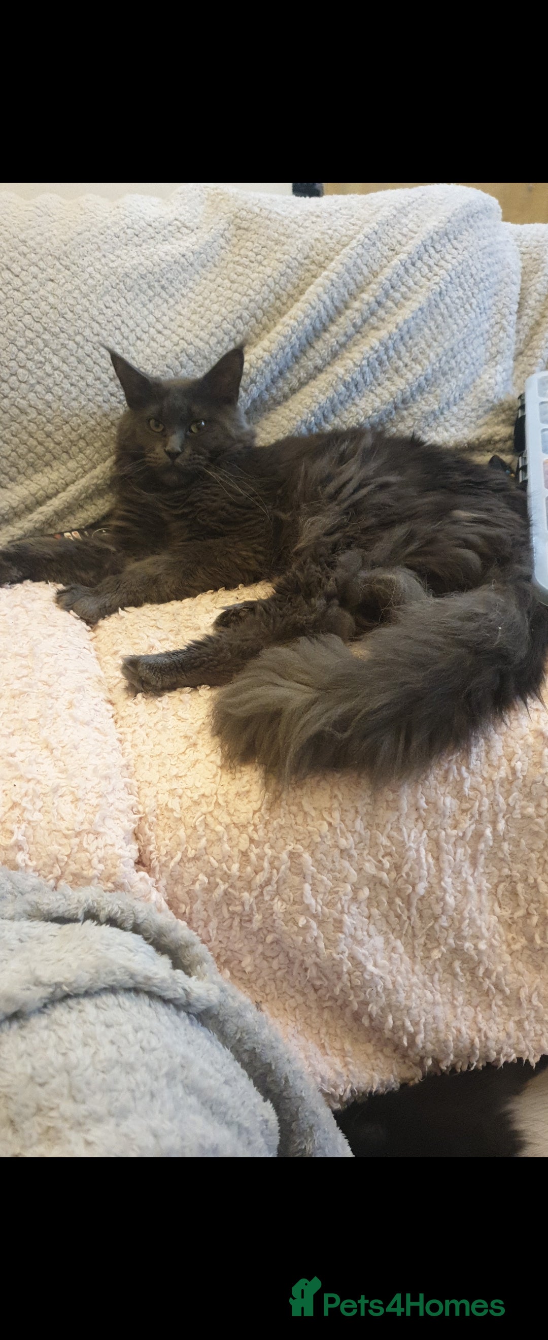 Maine Coon cats for sale: Adult male and female - Image 6