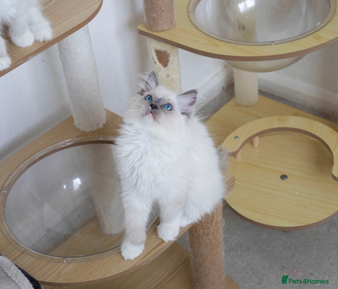 Ragdoll cats for sale: RAGDOLL KITTENS registered in Manchester - Image 10