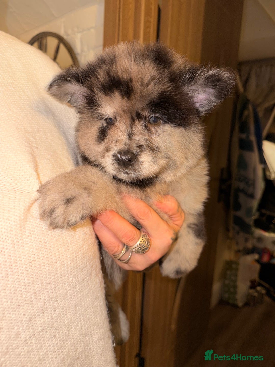 Mixed Breed dogs for sale: 🧸CHOW SHEPHERDS🧸 little bears ready now! - Advert 26