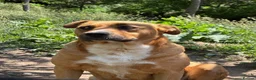 Mixed Breed dogs for adoption: Zelda  in Birmingham - Advert 6