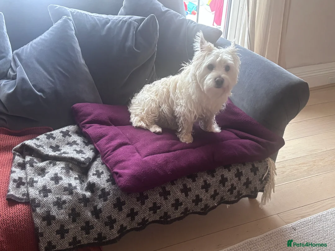 Mixed Breed dogs for sale: Westie x Cairn 10 months old  - Advert 2