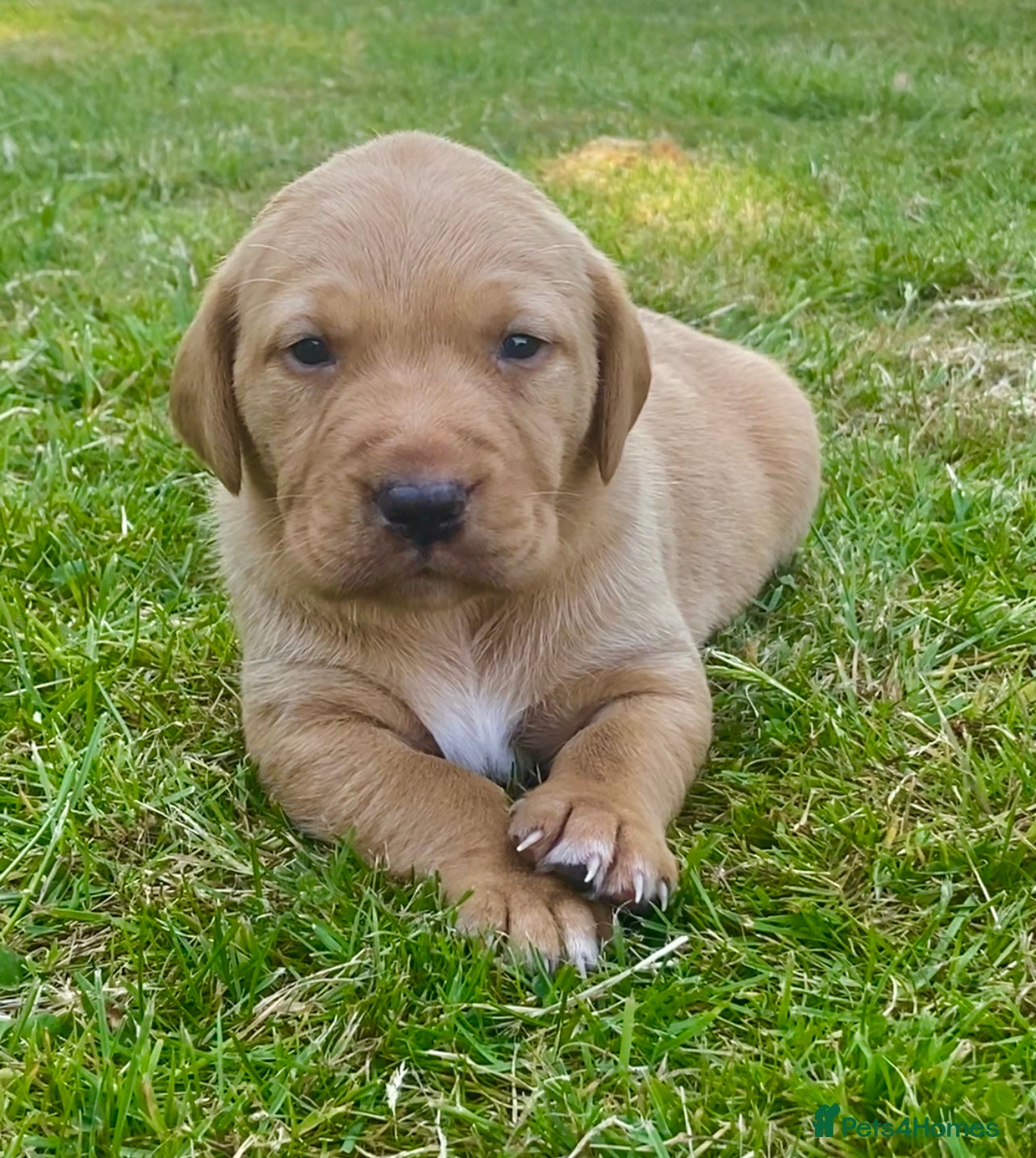 Labrador Retriever dogs Fox Red Labrador puppies with working lines - Advert 8