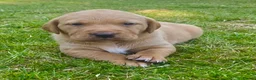 Labrador Retriever dogs for sale: Fox Red Labrador puppies with working lines in Horsham - Advert 1