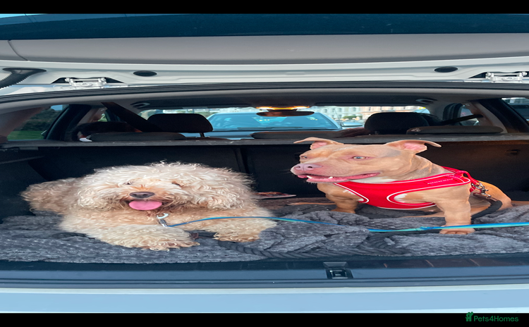 Mini Goldendoodle dogs - Advert 1