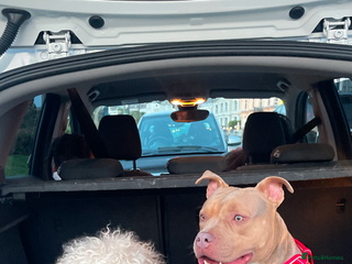 Mini Goldendoodle dogs - Advert 4