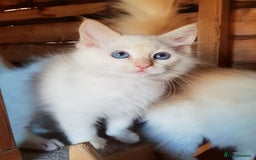 Ragdoll cats for stud: GCCF Active ragdoll stud. in Spalding - Image 4