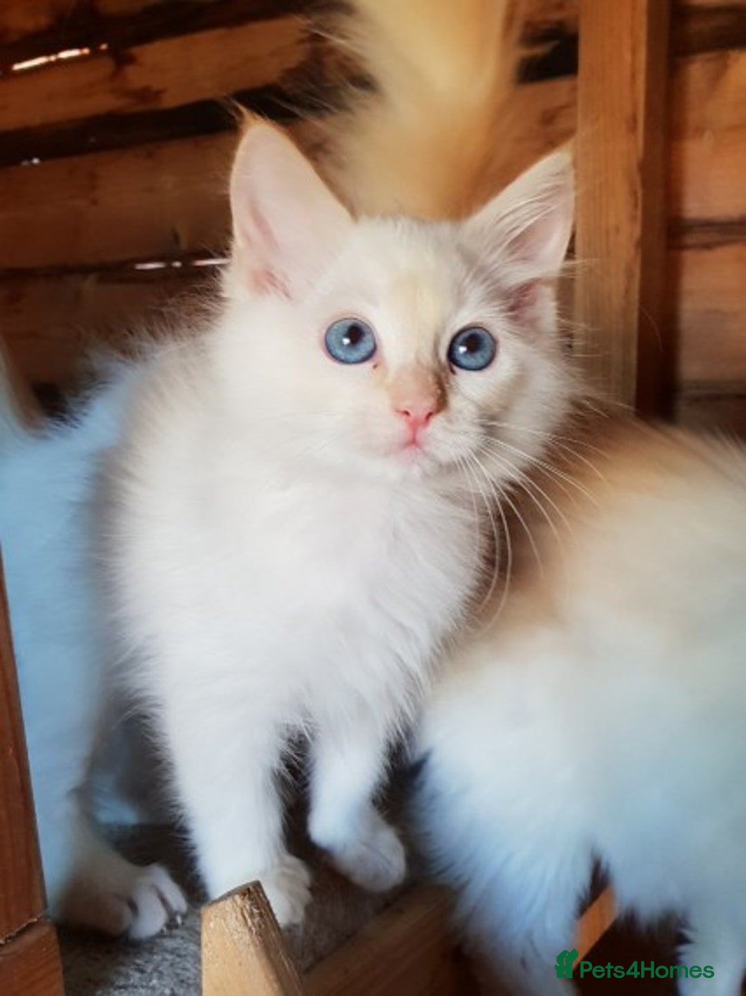 Ragdoll cats for stud: GCCF Active ragdoll stud. in Spalding - Image 4
