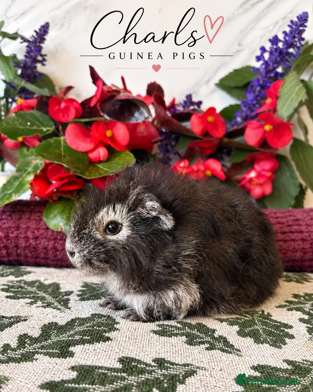 Guinea Pig rodents for sale: Lots of Female Guinea Pigs for sale  - Advert 1