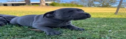 Staffordshire Bull Terrier dogs for sale: Pure blue big chunky pups out for good homes in Crawley - Advert 1