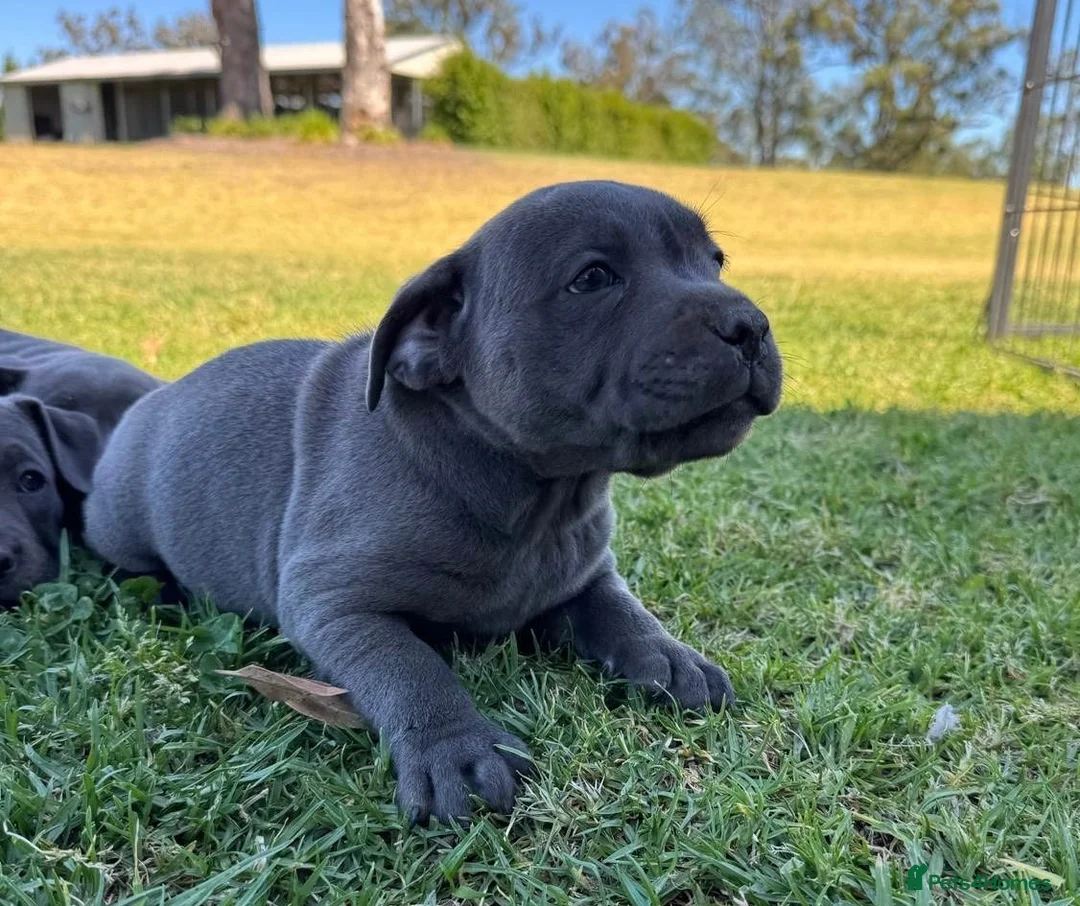 Staffordshire Bull Terrier dogs for sale: Pure blue big chunky pups out for good homes in Crawley - Advert 1