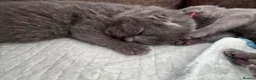 British Shorthair cats for sale: Purebred BSH Kittens- Premium & Imported Lineage - Advert 6