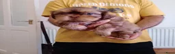 Shih Tzu dogs for sale: 5 beautiful puppies  - Advert 2