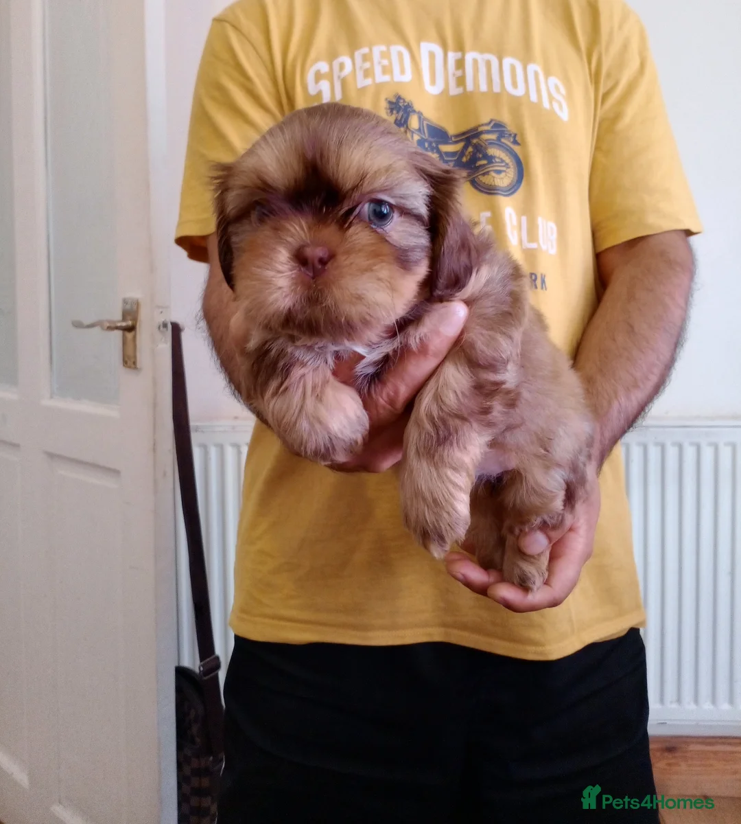 Shih Tzu dogs for sale: 5 beautiful puppies  - Advert 2