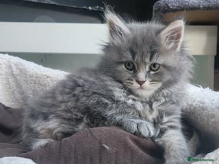 Maine Coon cats Pure Maine coon kittens ready now - Advert 9